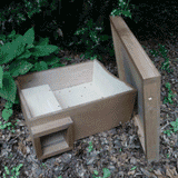 Hedgehog Box