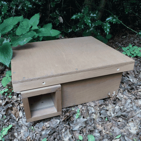Hedgehog Box