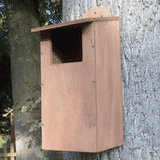 Little Owl Box